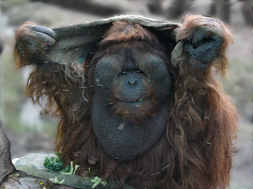 Peek-A-Boo Orangutan