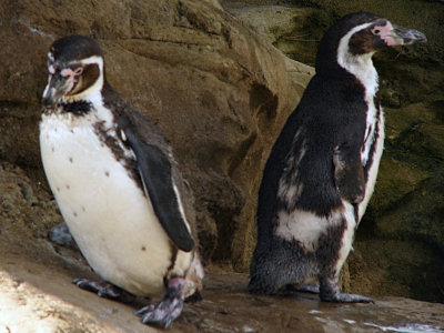 Scruffy Penguins