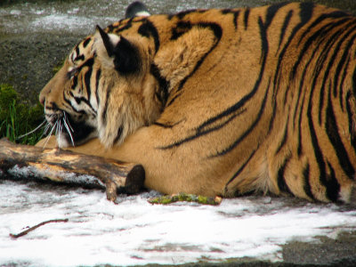 Tiger In The Snow