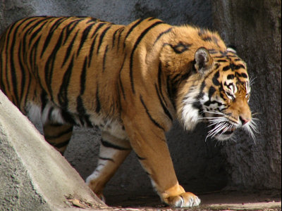 Male Sumatran Tiger