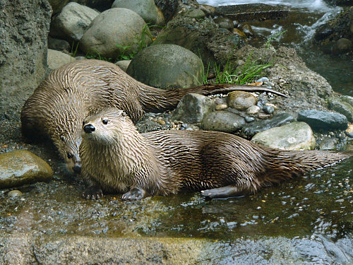 River Otters having breakfast