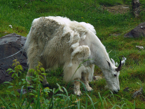 Mountain Goat foraging