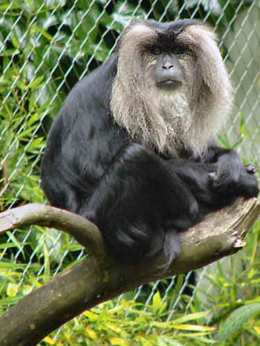 A Macaque glares at us.