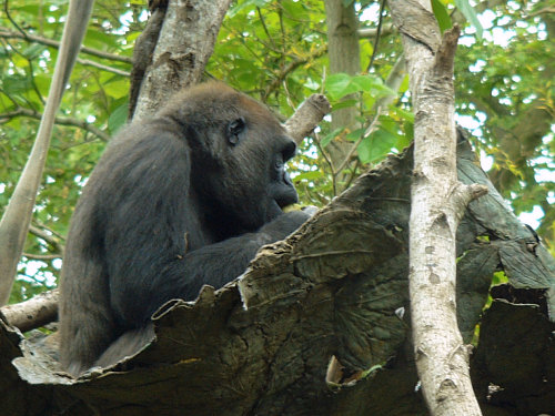 Gorilla in a tree.