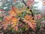 Leaves and rain