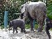 Baby Elephant at the Woodland Park Zoo
