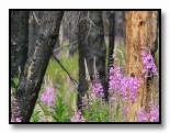 Fireweed and Burned Trees