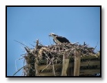 Osprey  On Nest