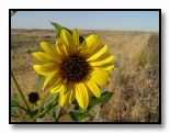 Roadside Sunflower